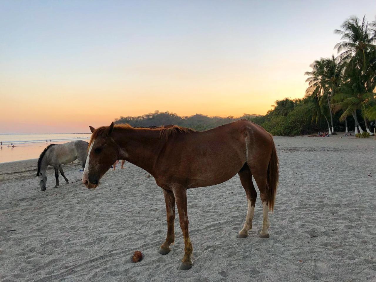 Macao Beach Sámara Eksteriør billede